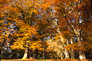 Canopy Of Colour, New Forest (asp100-4305)