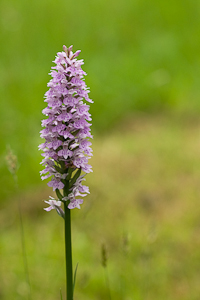 Common Spotted Orchid (asp06-4139)