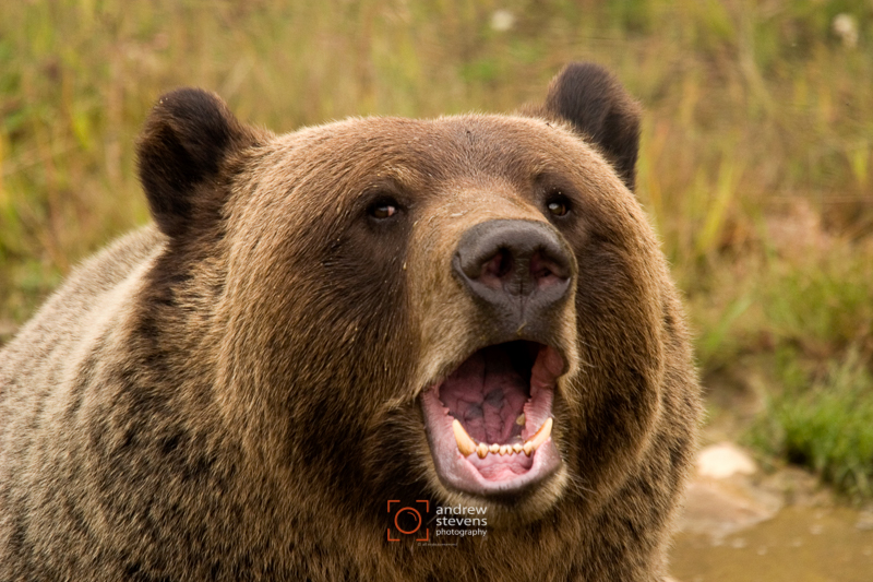 Brown Bear (asp05-3062)
