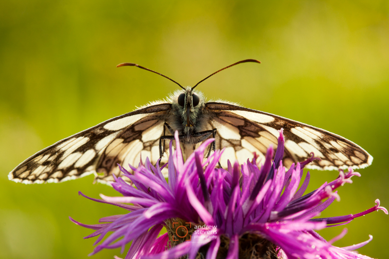 Butterfly (asp100-1279)