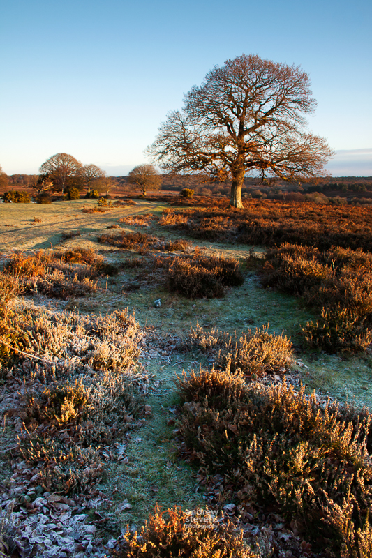 Mogshade, New Forest (asp100-2790)