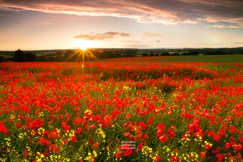 Poppy sunset (asp100-4824)