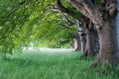 Beech Avenue (asp09-6746)