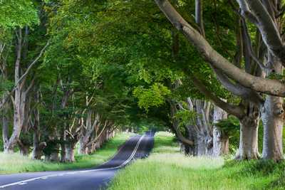 Beech Avenue (asp09-6754)