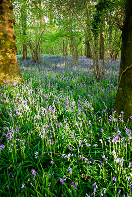 Bluebells (asp10-7303)