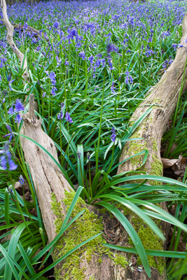 Bluebells (asp10-7308)