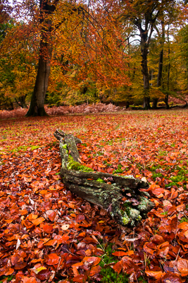 Bolderwood (asp10-8661)