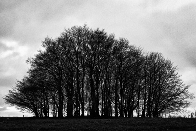 Win Green (asp10-8677)