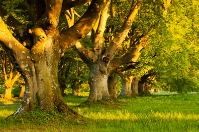 Beech avenue (asp100-0035)