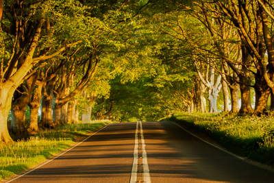 Beech avenue (asp100-0039)