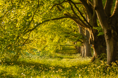 Beech avenue (asp100-0044)