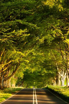 Beech avenue (asp100-0045)