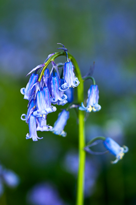 Bluebells (asp100-0080)