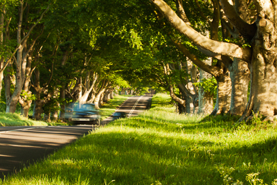 Beech Avenue (asp100-0315)