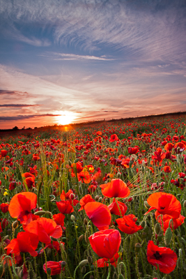 Cranborne Chase Poppies (asp100-0609)
