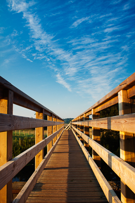 Eyebridge (asp100-1241)