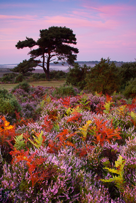 Bratley View, dawn (asp100-1951)