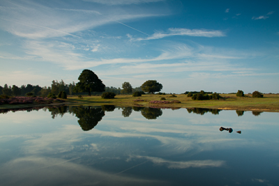 Mogshade (asp100-1983)