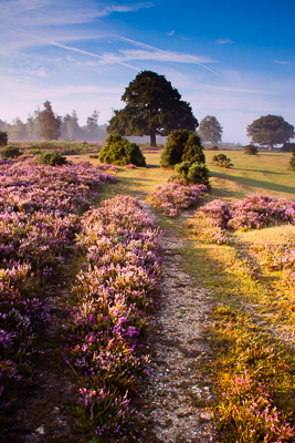 Mogshade heather & oak (asp100-1991)