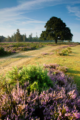 Mogshade (asp100-1995)