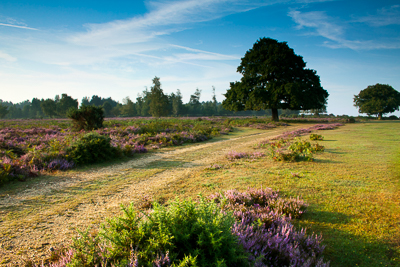 Mogshade (asp100-1996)