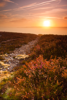 Ibsley Common (asp100-2459)