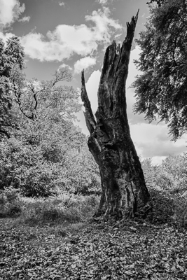 Tree trunk, New Forest (asp100-3606)