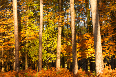 Autumn colour (asp100-4300)