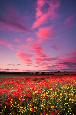 Field of fire (asp100-4836)