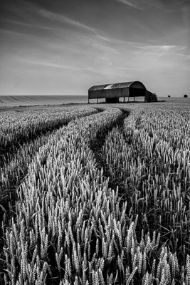 Soon be harvest (asp100-4911)