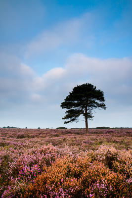 A moment of colour (asp100-4952)