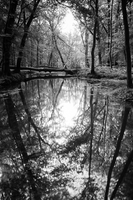 Black(and white)water (asp121-05-9692)