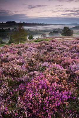 Rockford Common Heather (asp121-08-9755)