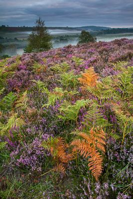 Rockford Common Bracken (asp121-08-9769)