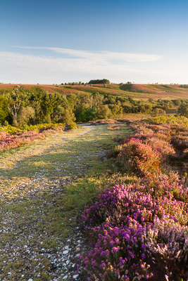 Rockford Common (asp123-08-0049)