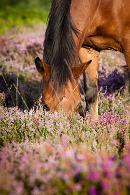 New Forest Pony (asp123-08-0075)