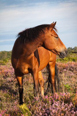 New Forest Pony (asp123-08-0087)
