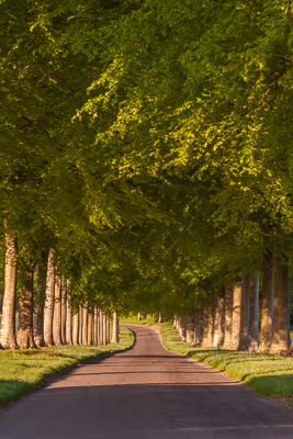 Moor Crichel (asp125-05-0332)