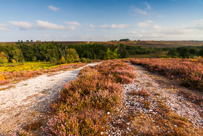 Purple Path (asp125-08-0376)
