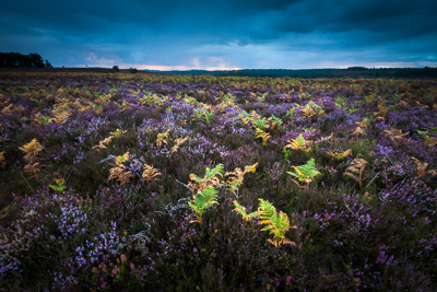 Season's End (asp125-08-0411)