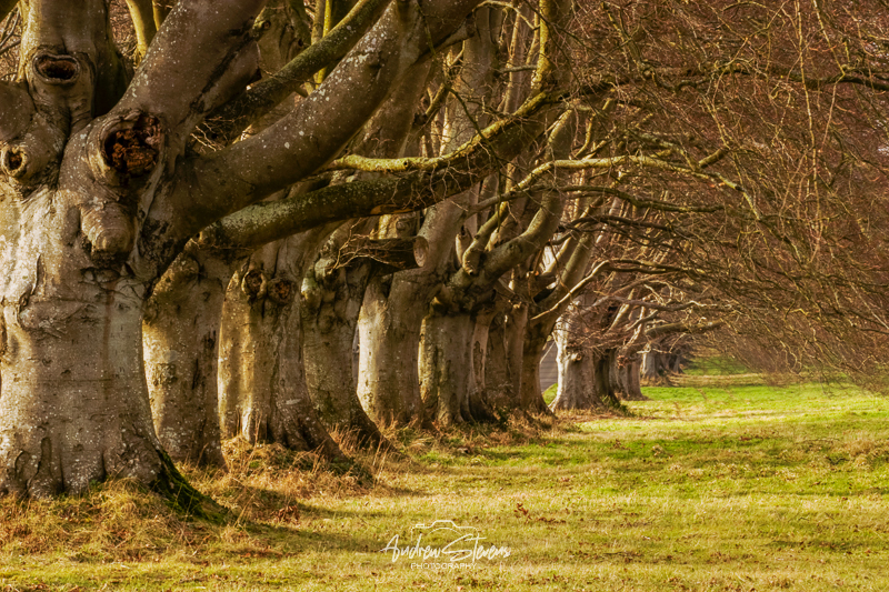 Beech Avenue (asp09-6746)