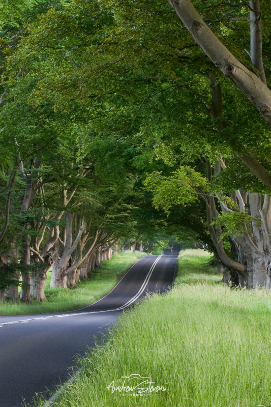 Beech Avenue (asp09-6755)