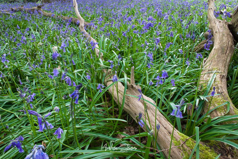 Bluebells (asp10-7305)