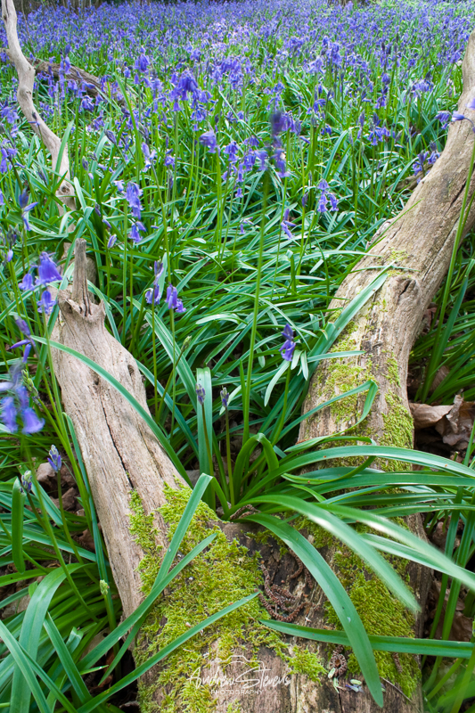 Bluebells (asp10-7308)
