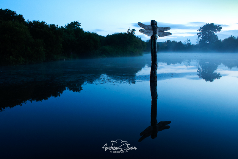Moors Valley Dragonfly (asp10-7551)