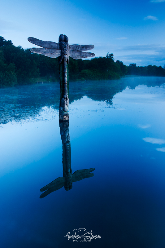 Moors Valley Dragonfly (asp10-7557)