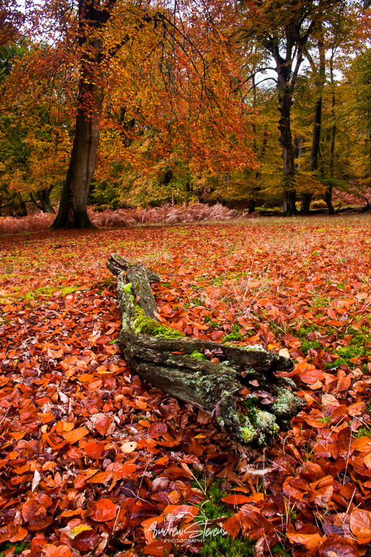 Bolderwood (asp10-8661)