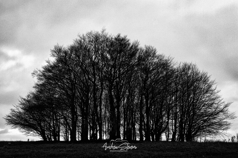 Win Green (asp10-8677)