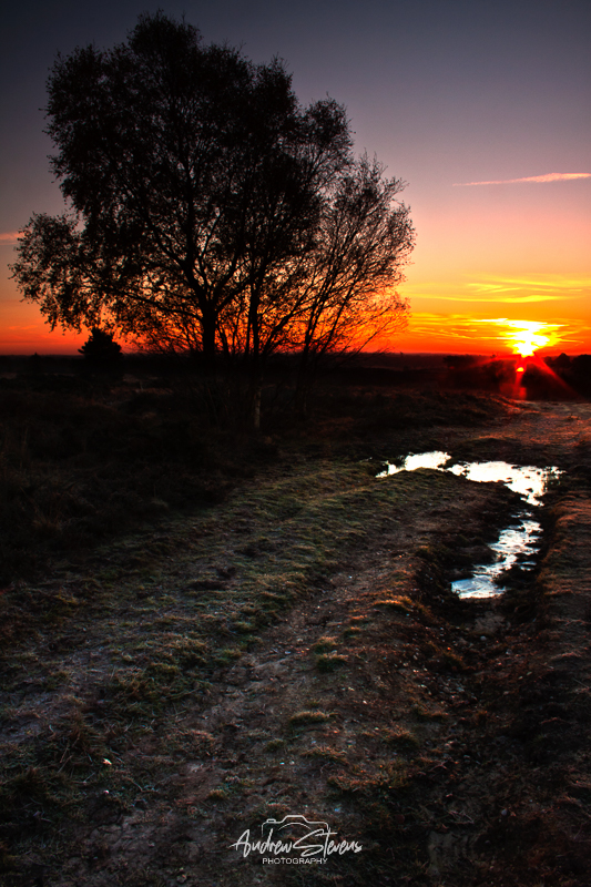 Holt Heath (asp10-8692)