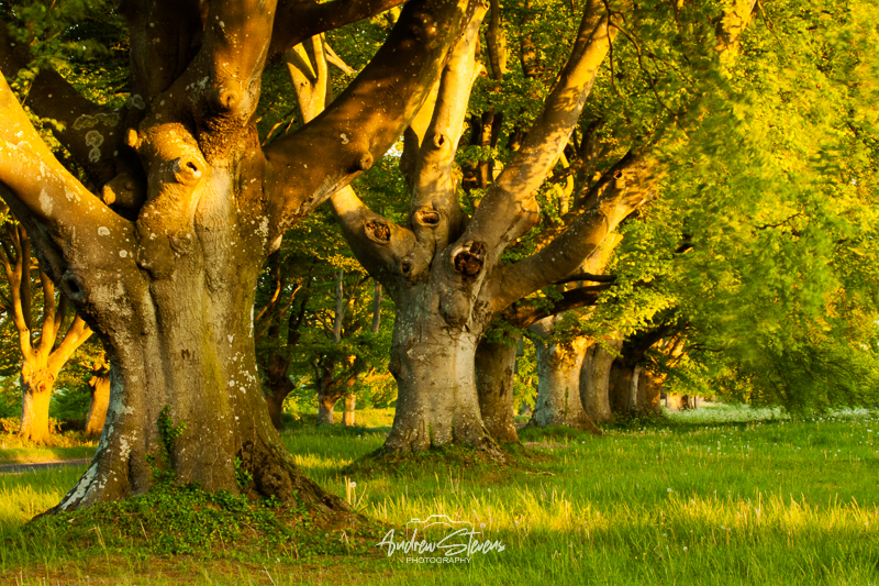 Beech Avenue (asp100-0035)